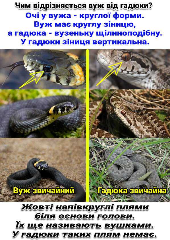 Як відрізнити вужа від гадюки: рятівна інструкція