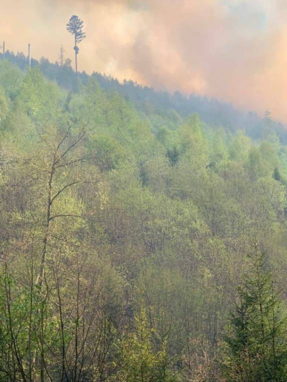 На Закарпатті вирує масштабна лісова пожежа: залучено рятувальників з кількох районів. Фото і відео