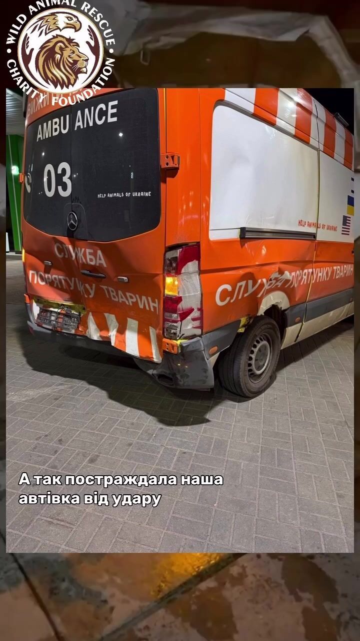Відомий олень Борис потрапив у другу аварію за останній час: в якому він стані