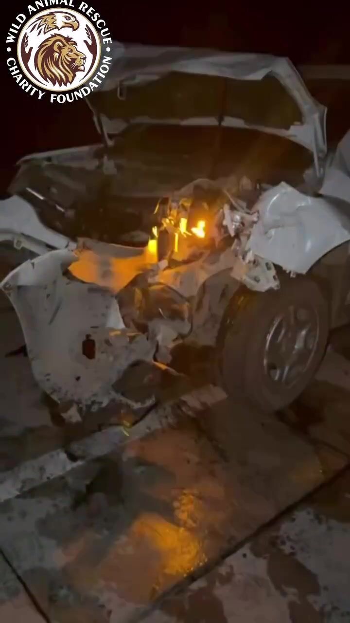 Відомий олень Борис потрапив у другу аварію за останній час: в якому він стані