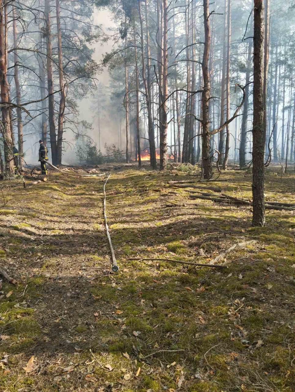 У Чорнобильській зоні спалахнула масштабна лісова пожежа: яка ситуація з радіацією. Фото та відео