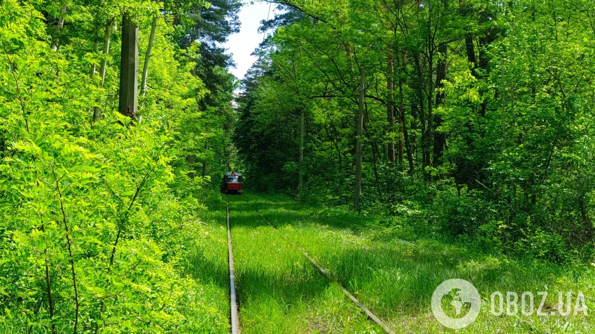 Тунель кохання, який веде до Пуща-Водиці.
