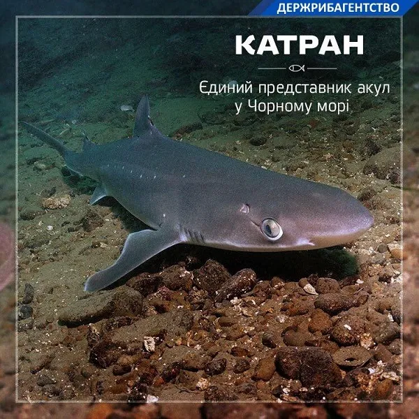 Катран – єдиний вид акул у Чорному морі