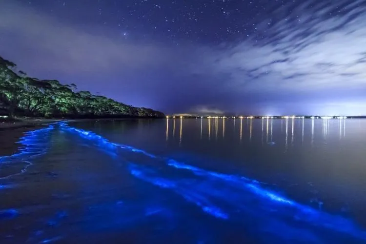 Світіння Чорного моря в Одесі