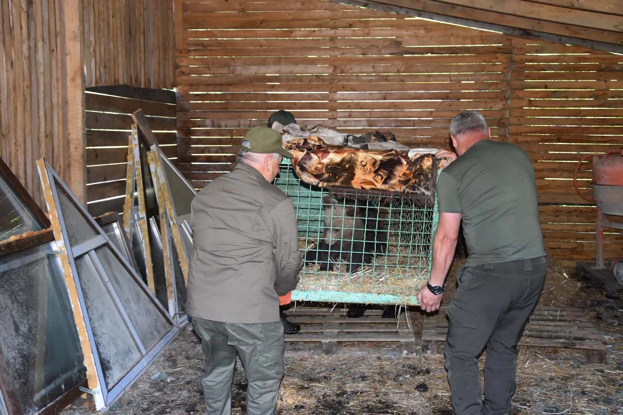 В Карпатах спасли двух медвежат, оставшихся без матери