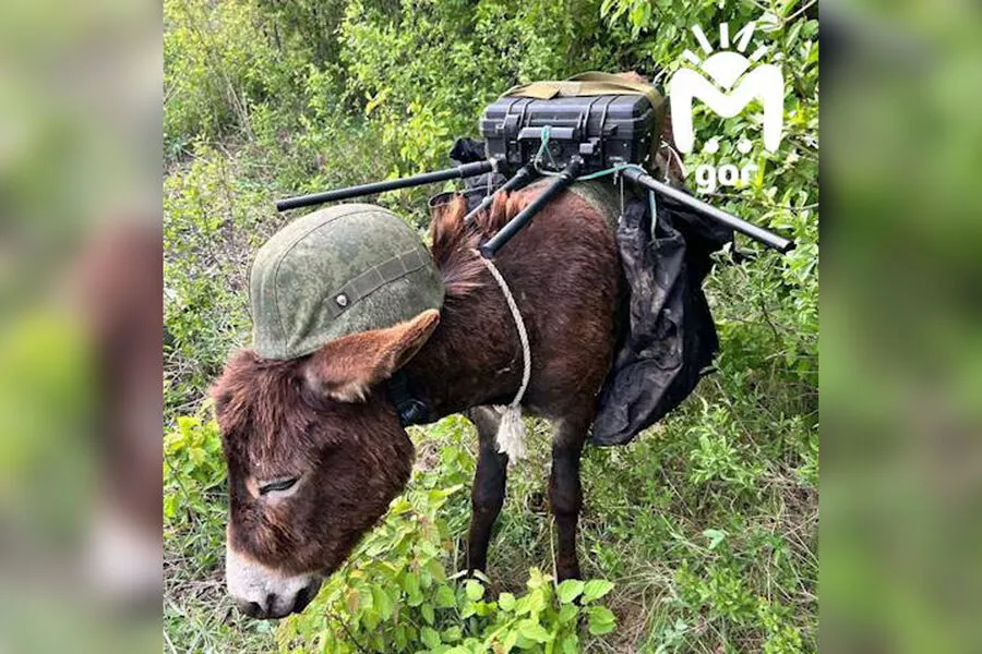 "Боевые ослы" в российской оккупационной армии