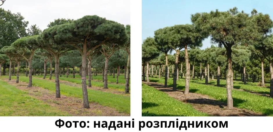 Деревья закупили по цене в 3-3,5 раза превышающей их рыночную стоимость