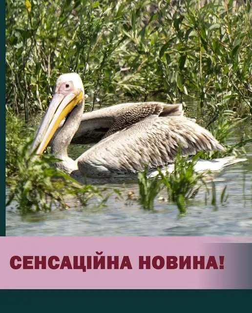 Розовый пеликан на Хортице.