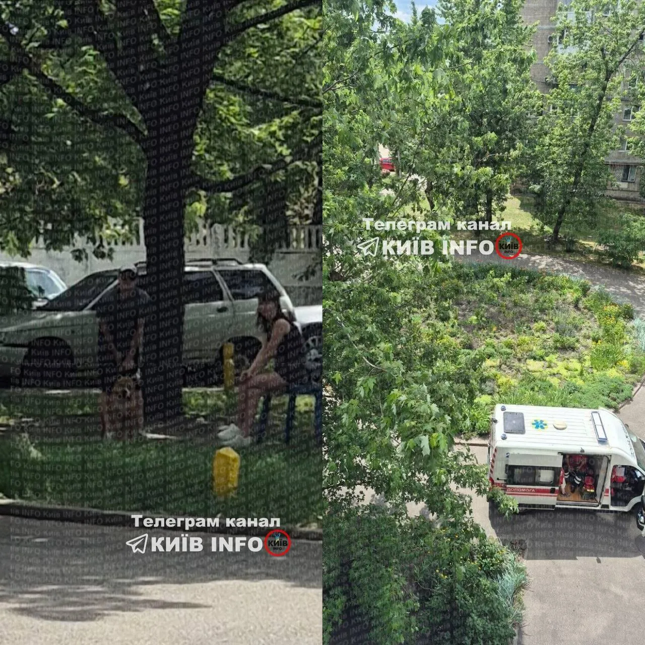 В Киеве собака бойцовской породы напала на женщину и покусала её.