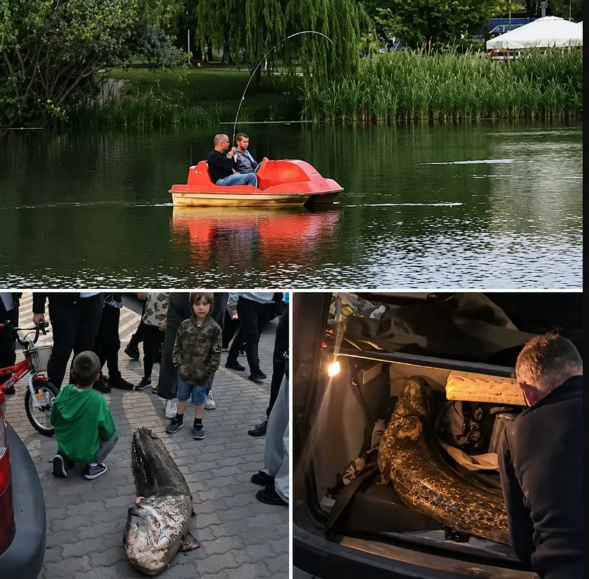 В Польше задержали украинца, который выловил из озера 20-летнего сома во время нереста: все подробности. Фото и видео