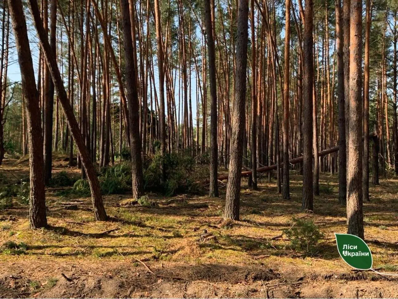 Наслідки буревію