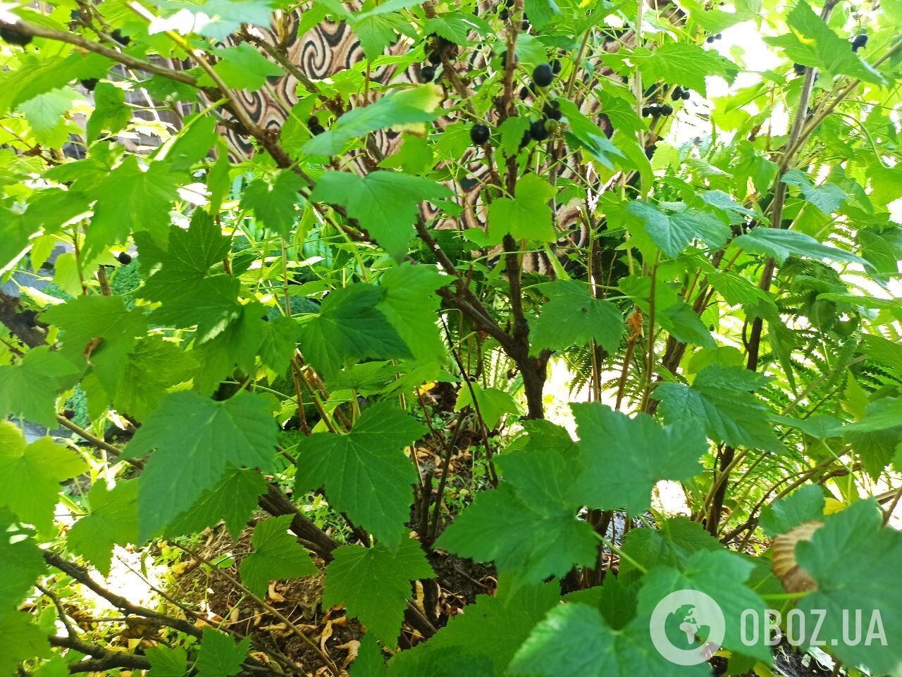 Як обрізати смородину влітку.