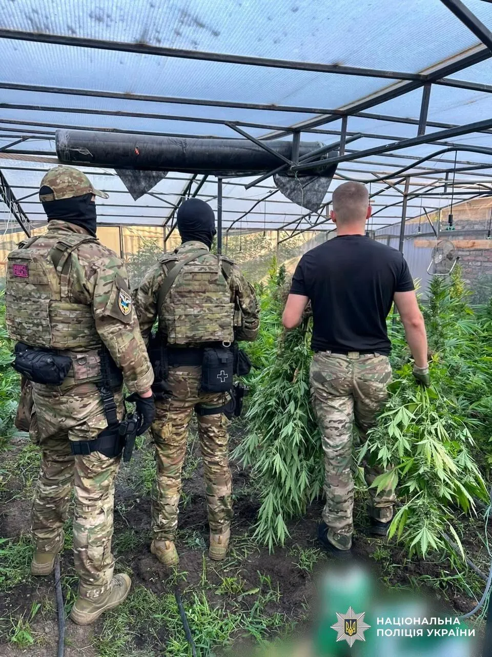 Наркодирелам грозит тюрьма