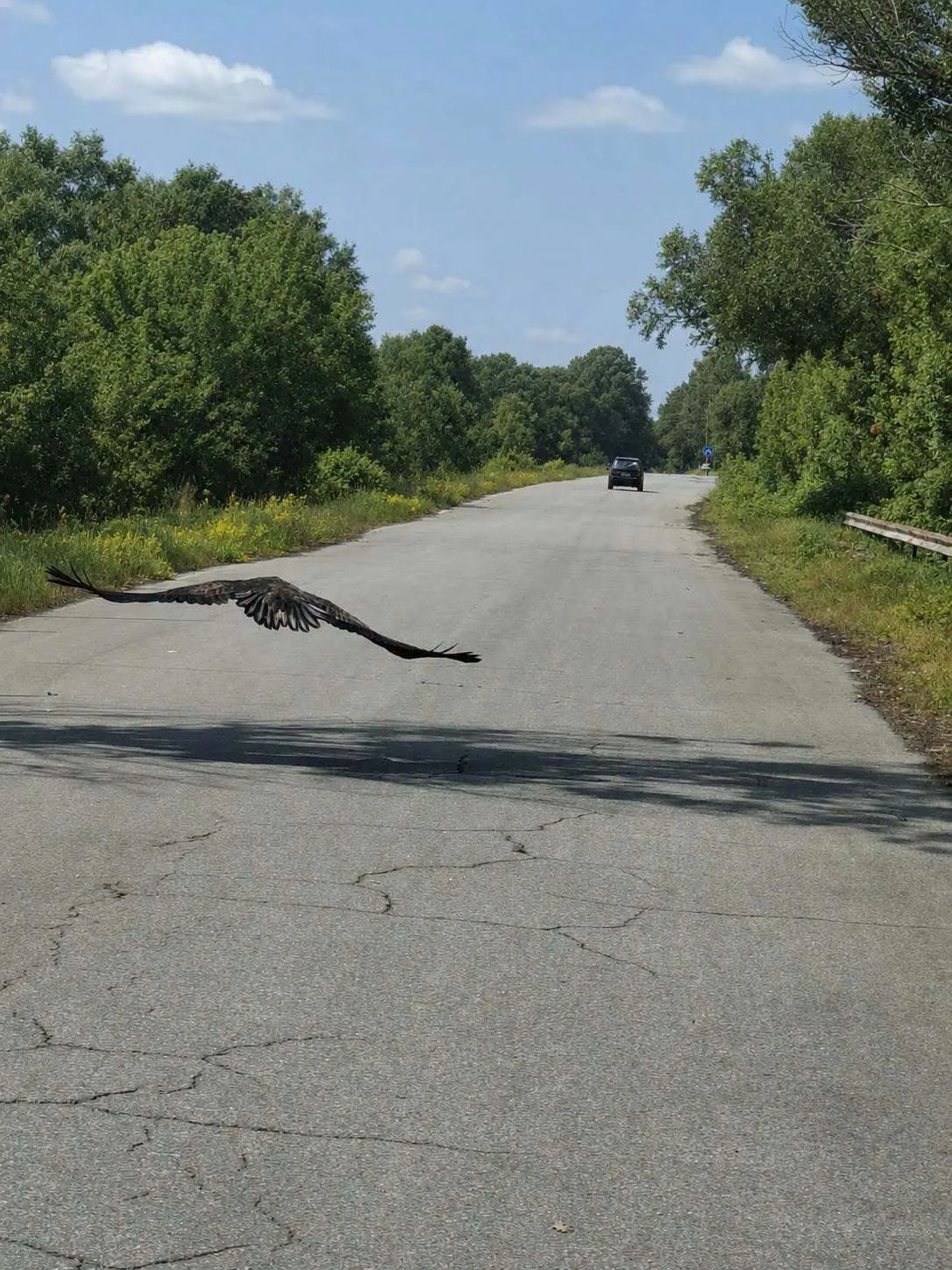 В Зоне удалось с близкого расстояния сфотографировать олана-белохвоста.