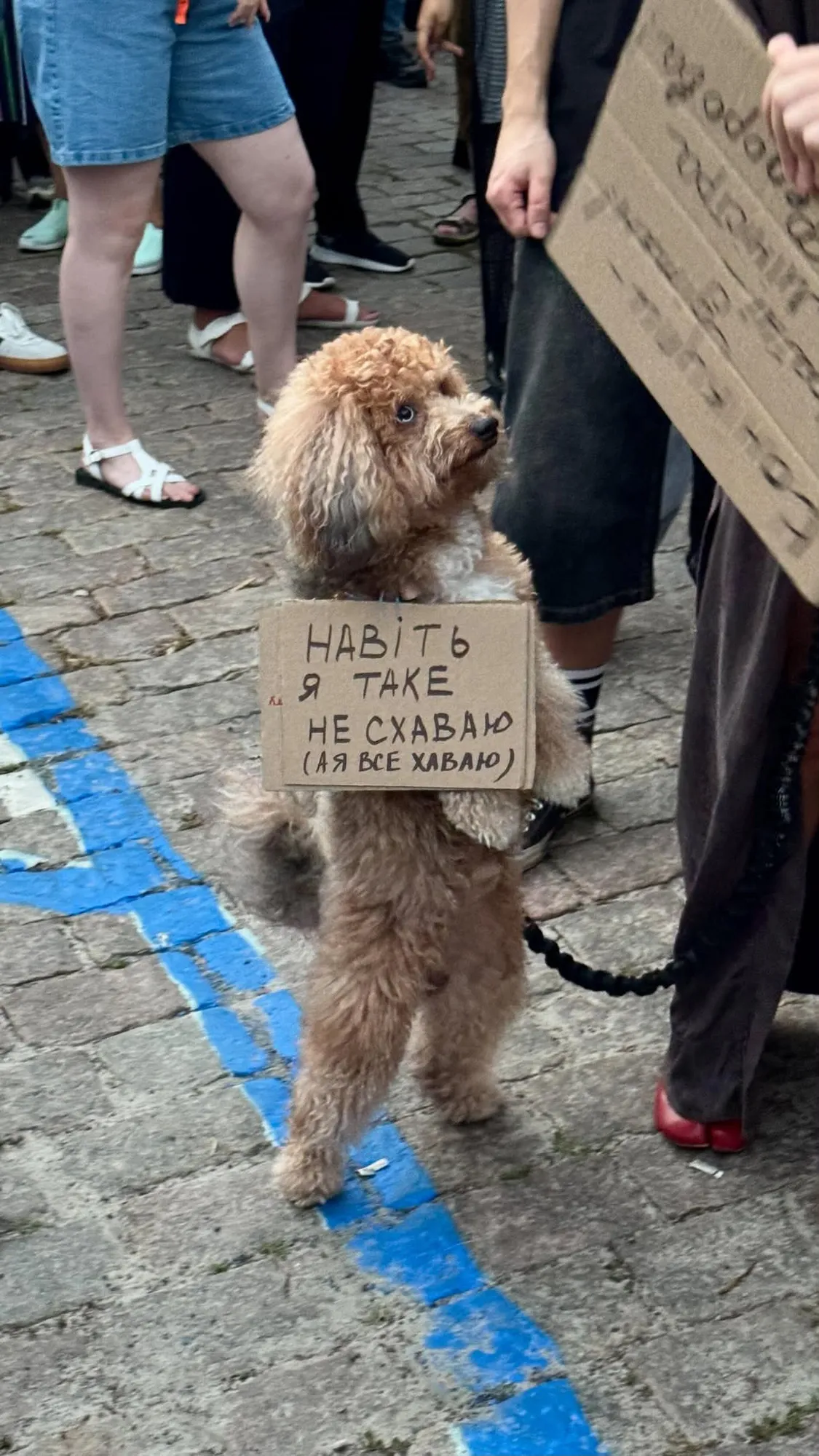 Домашні тварини теж присутні на мітингу.