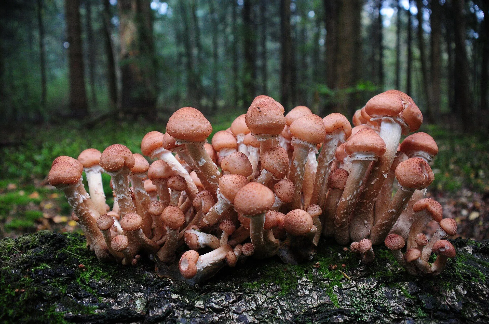 Гриб Armillaria ostoyae або опеньок осінній
