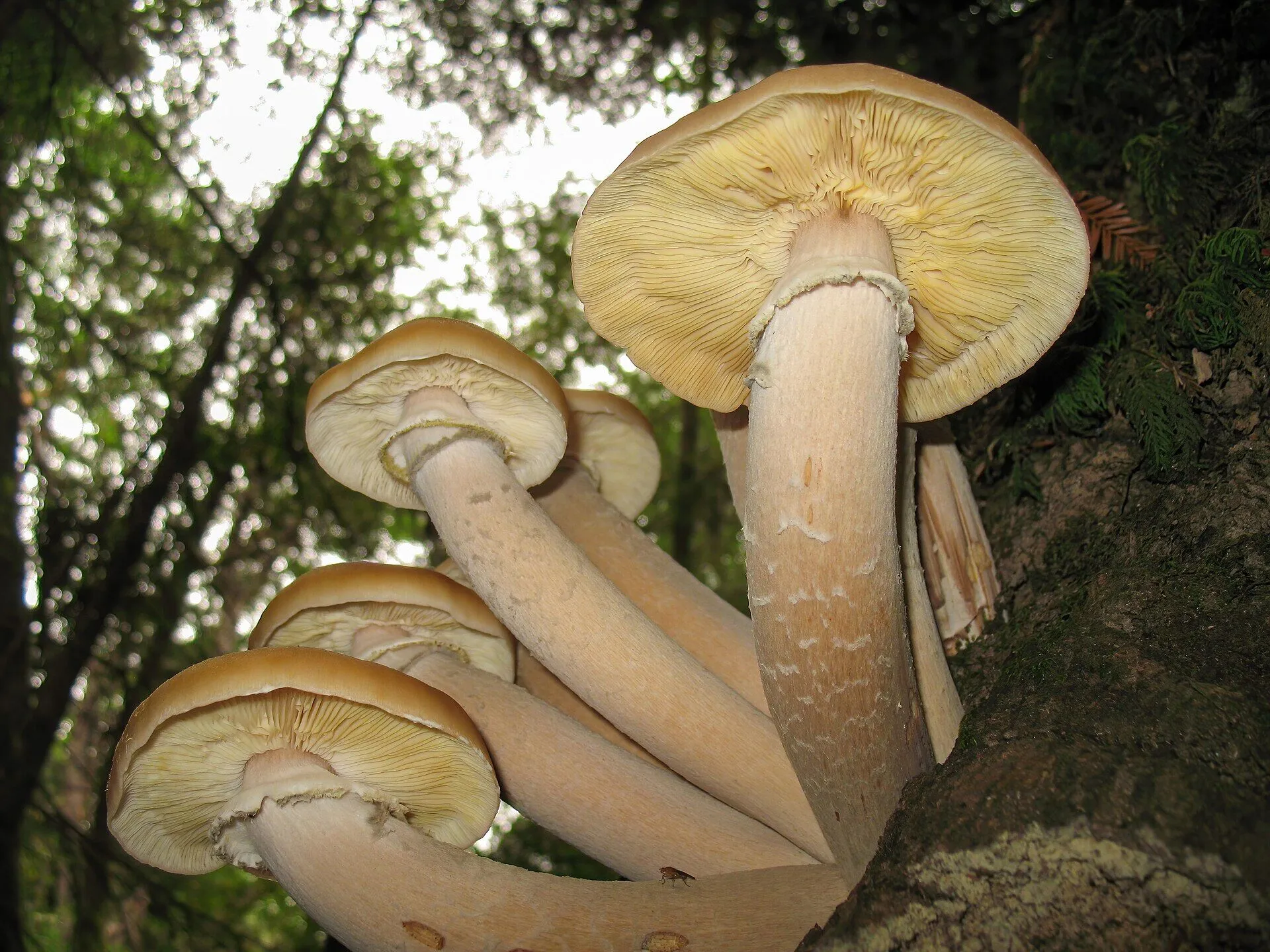 Гриб Armillaria ostoyae або опеньок осінній