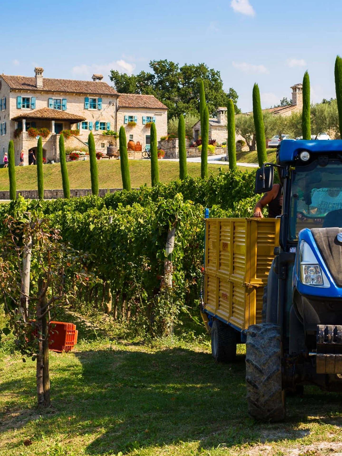 Винодельня Kabola Winery.
