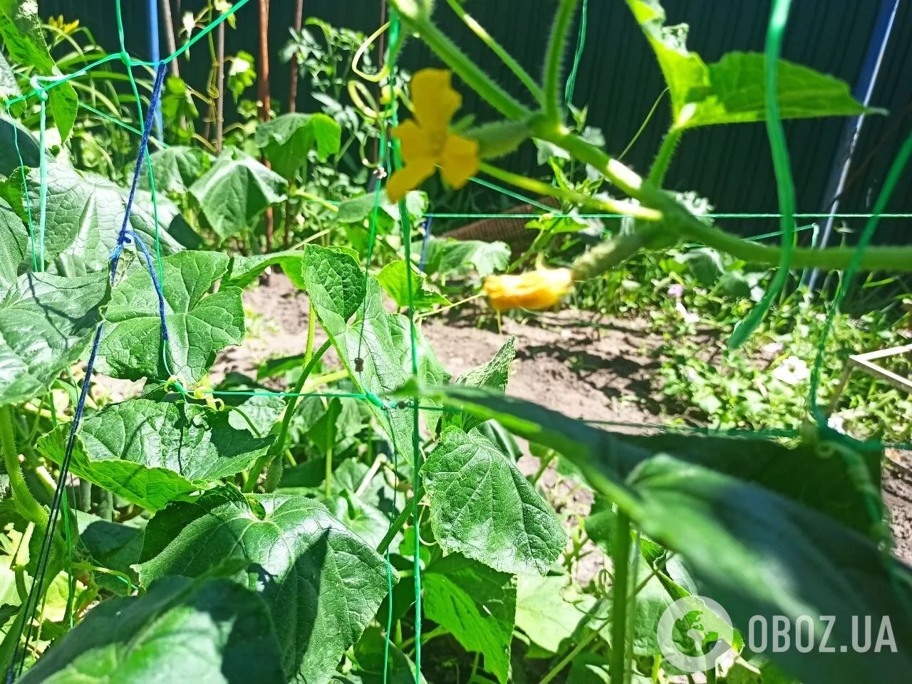 Как сделать так, чтобы огурцы не стали горькими из-за жары: эффективные советы