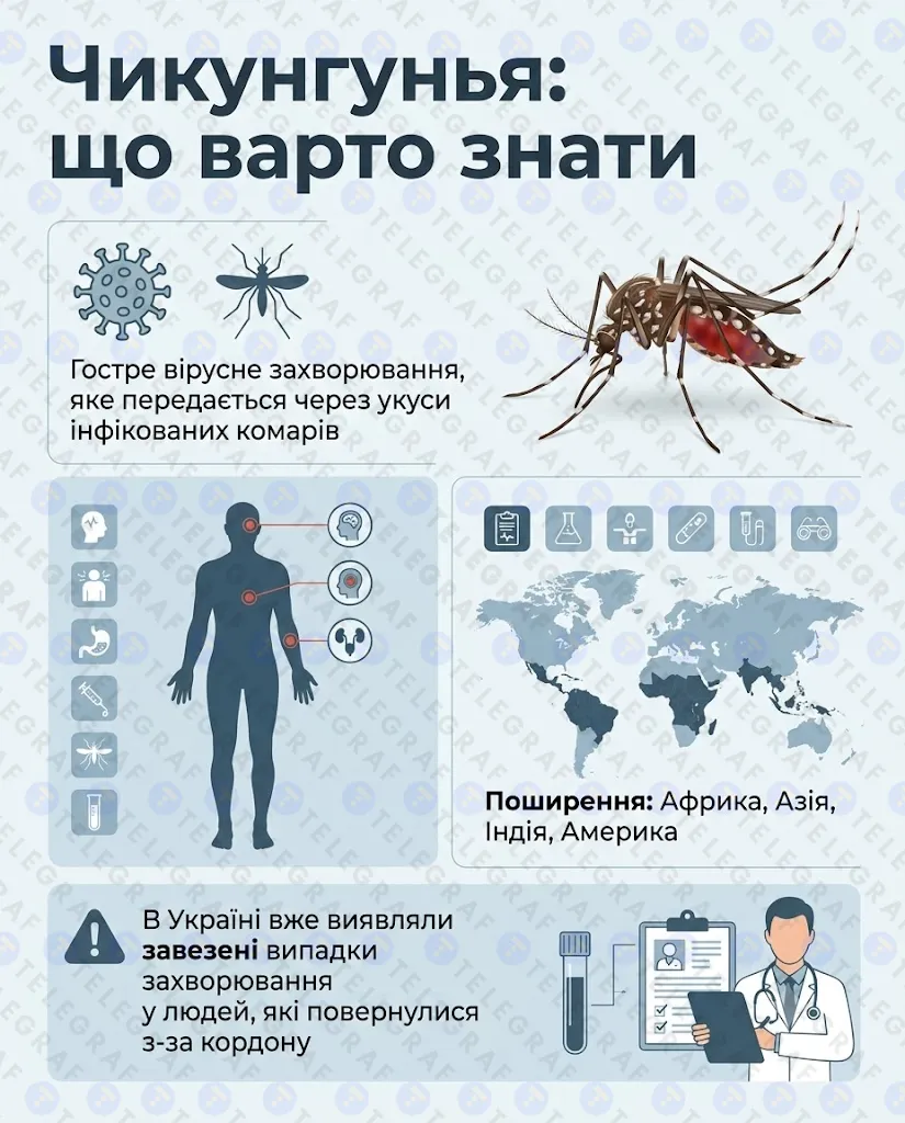 Що потрібно знати про чікунгунью