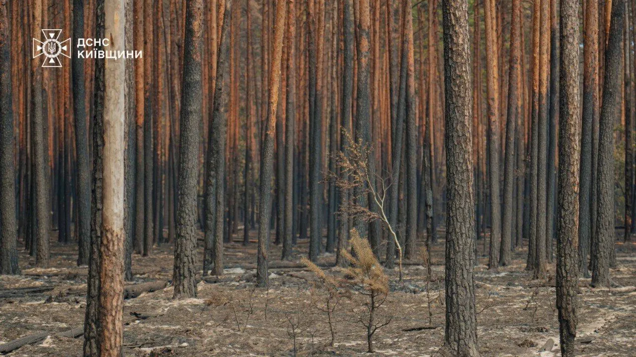 Пожар в Чернобыльской зоне отчуждения.
