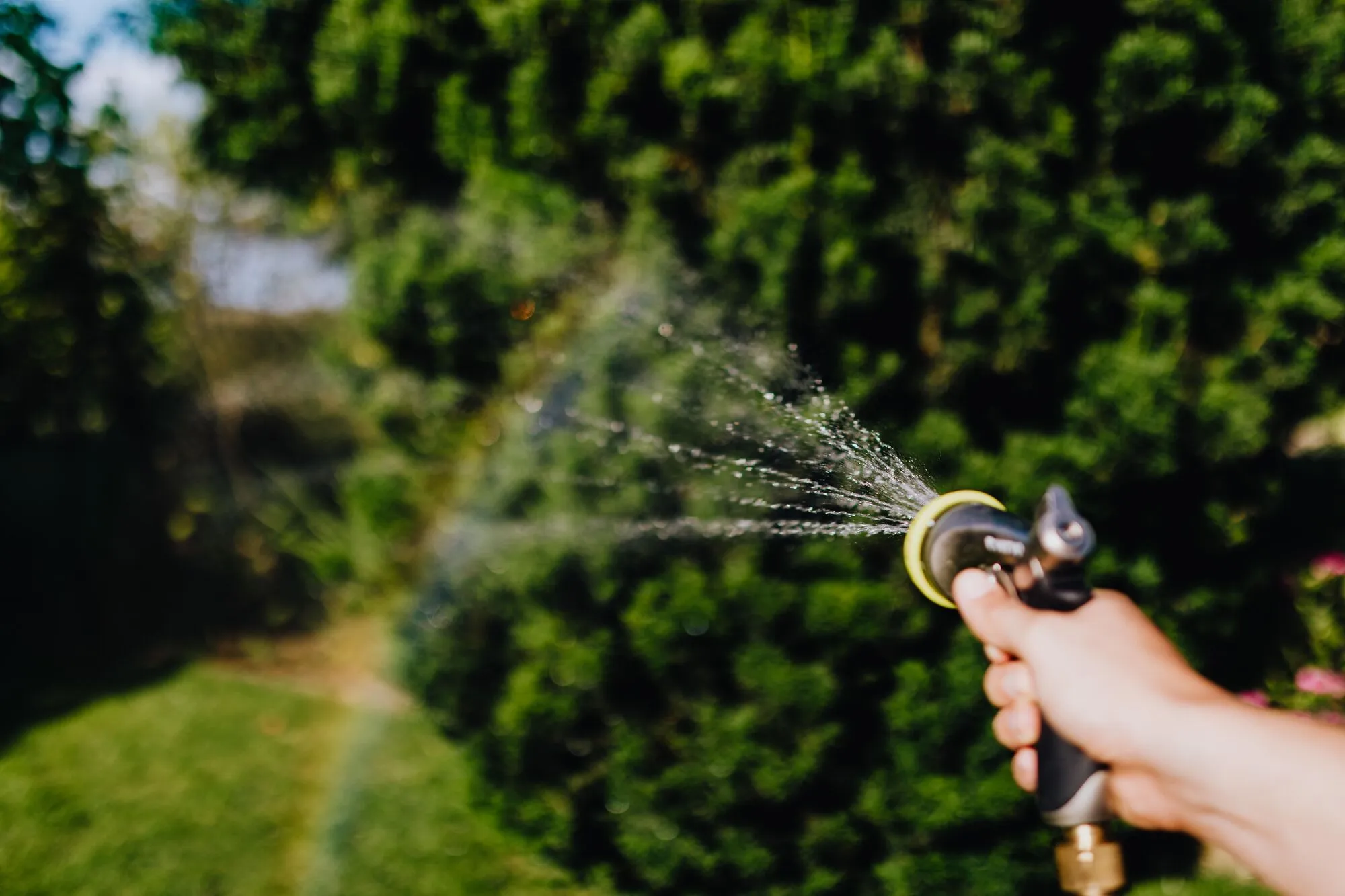 Краплі води на листі у поєднанні з яскравим сонцем становлять велику небезпеку для рослин.