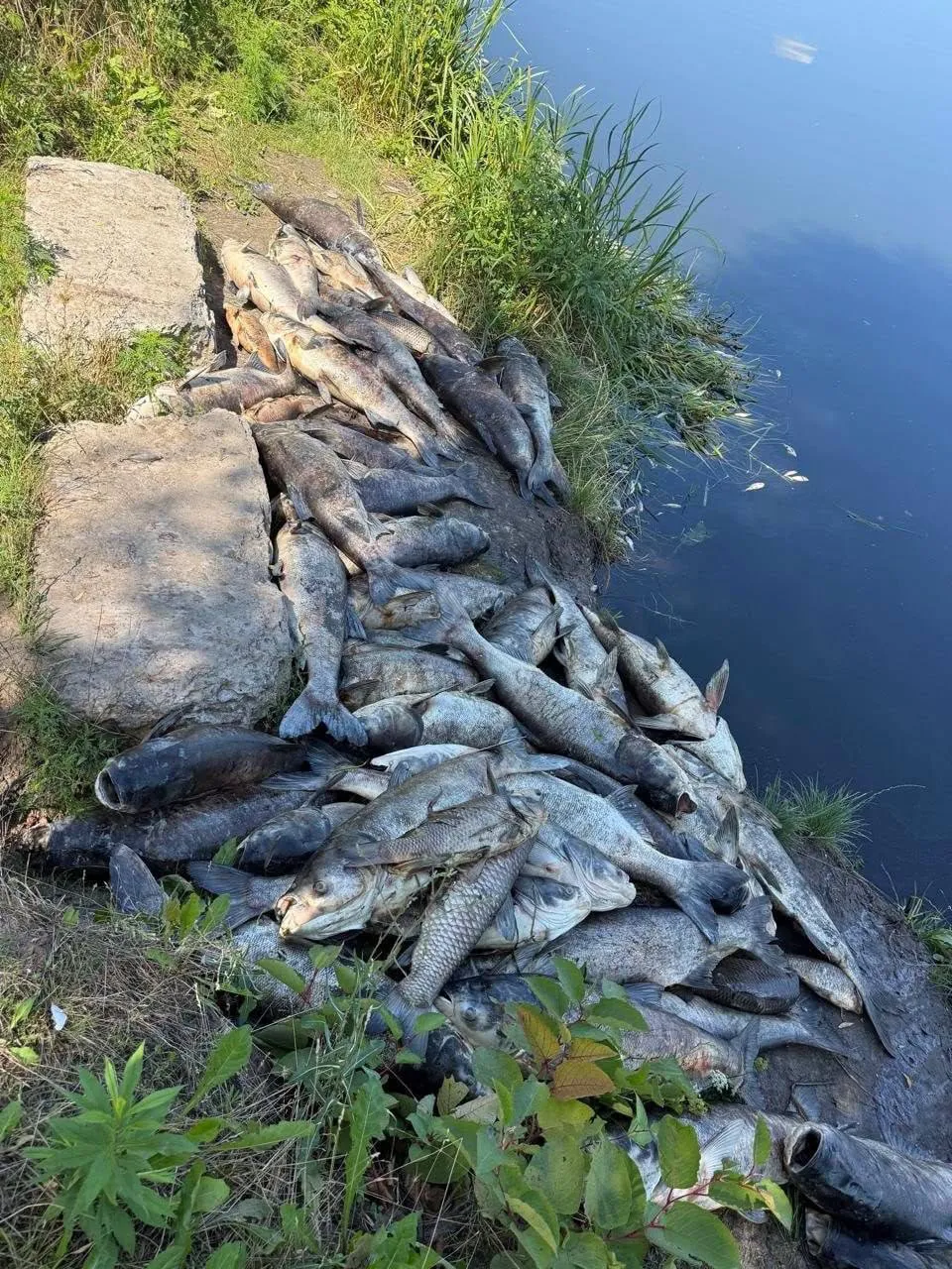 Под Киевом зафиксировали массовую гибель рыбы.