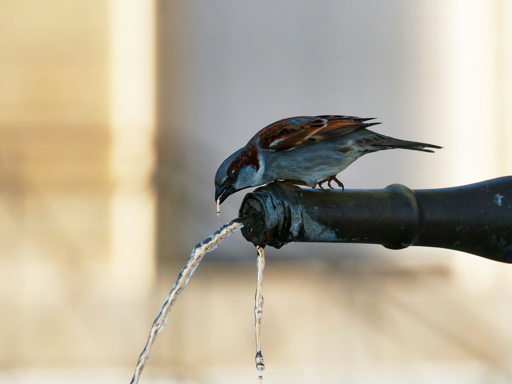 Вода для птиц.
