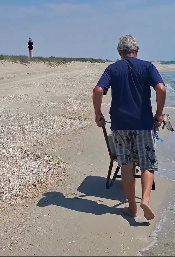 Зигиблі дельфіни.