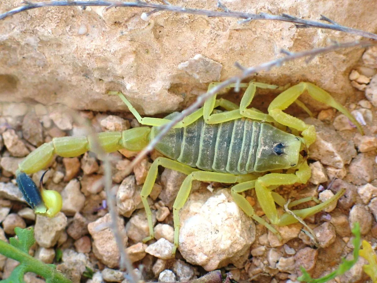 Leiurus quinquestriatus.
