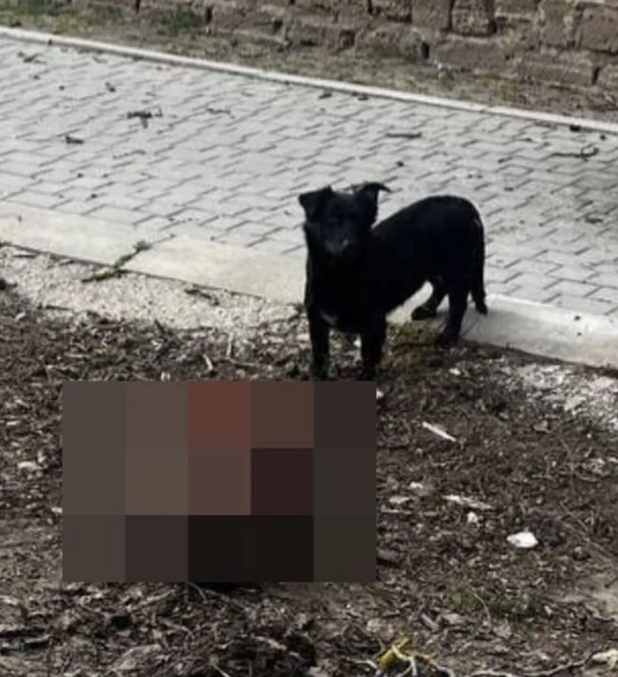 Пес стоит перед обугленным трупом.
