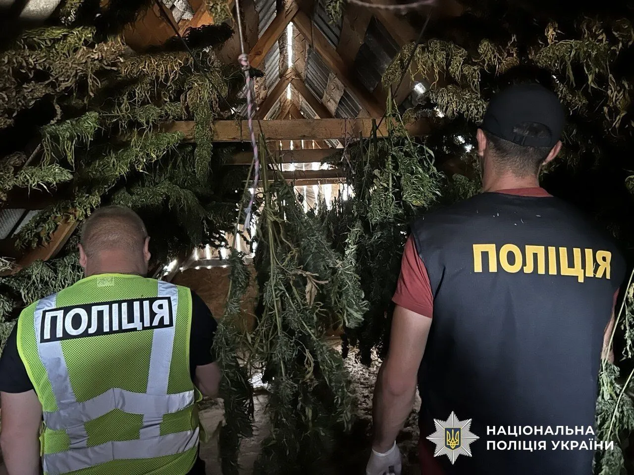 Расследование преступного выращивания наркотиков.