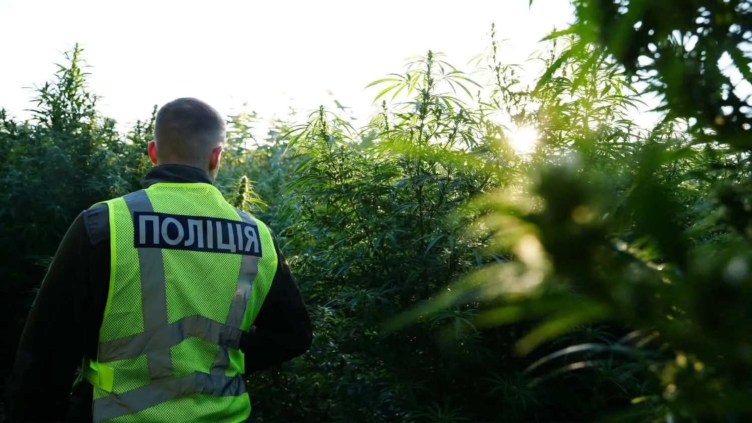 Каннабис.