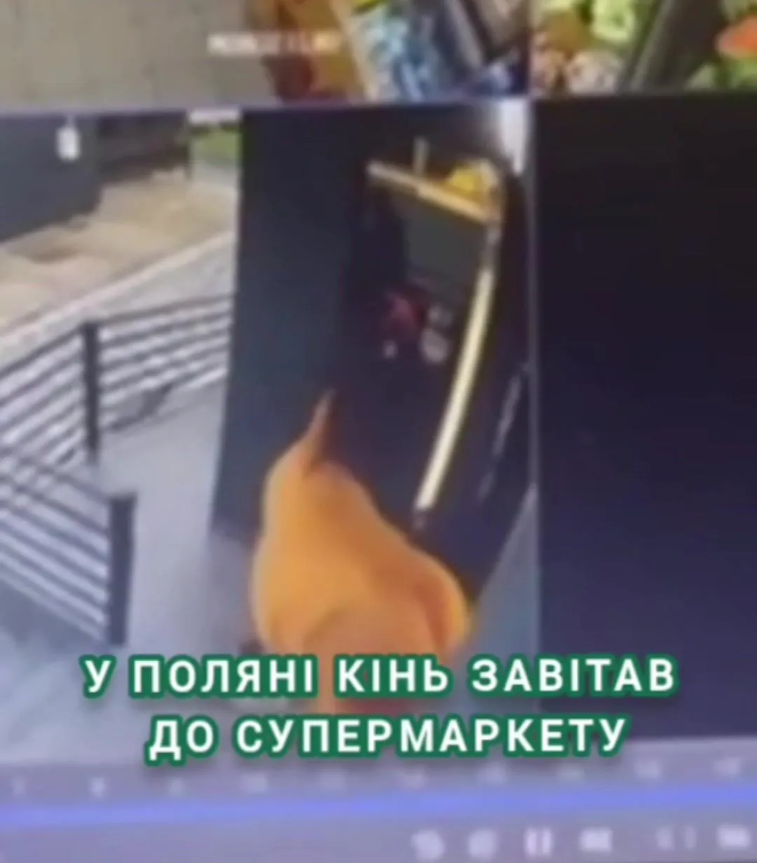 В Поляне лошадь зашла в супермаркет.
