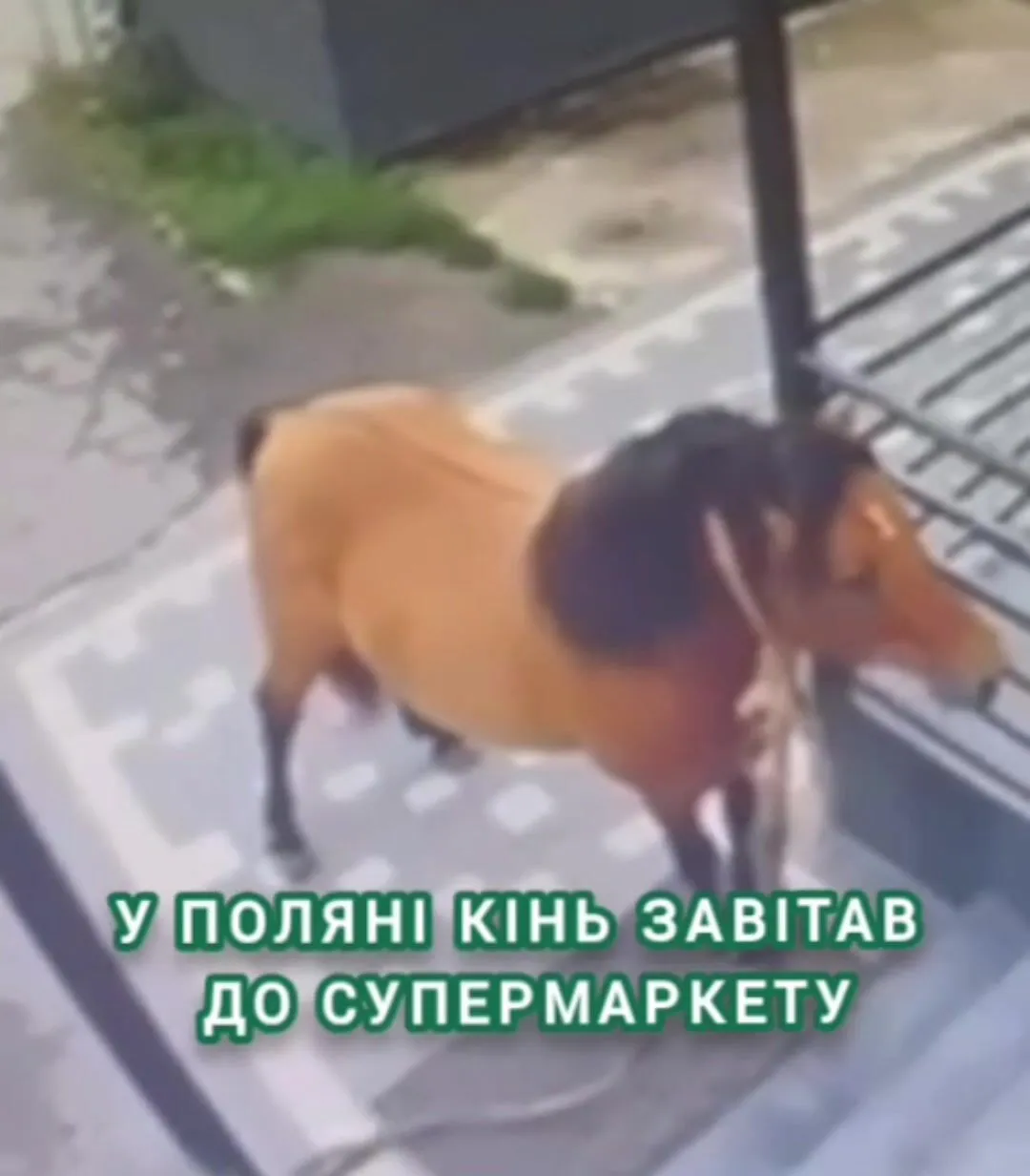 В Поляне лошадь зашла в супермаркет.