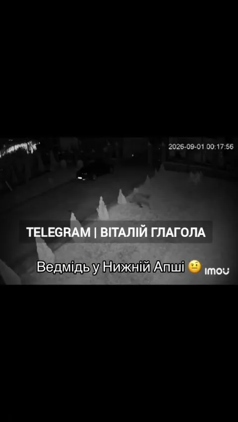 У селі на Закарпатті помітили ведмедя, який блукав вулицями
