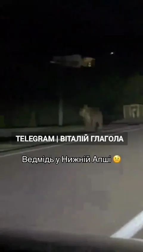 У селі на Закарпатті помітили ведмедя, який блукав вулицями