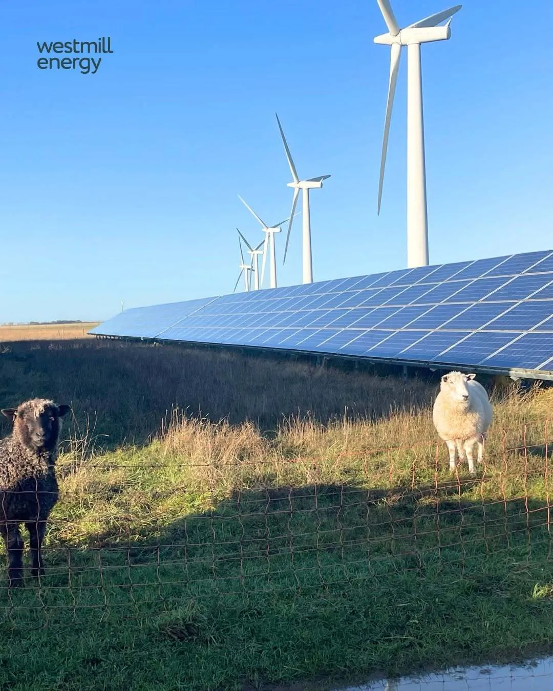 Овцы пасутся на территории Westmill Solar