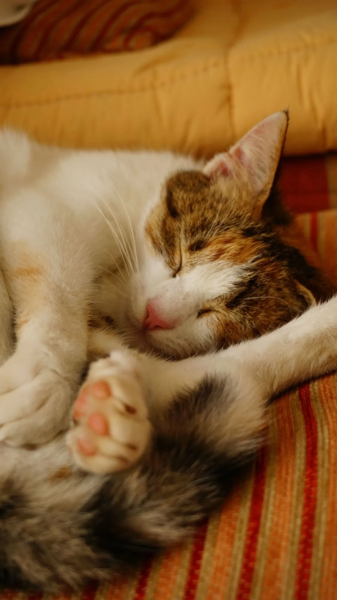 Кот.