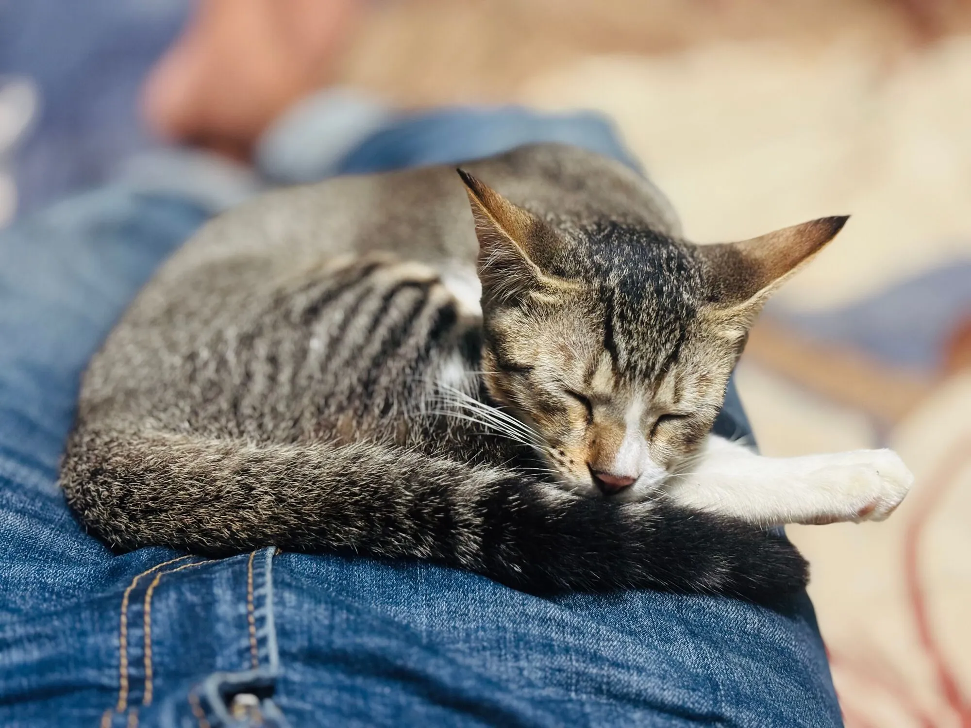 Кот.
