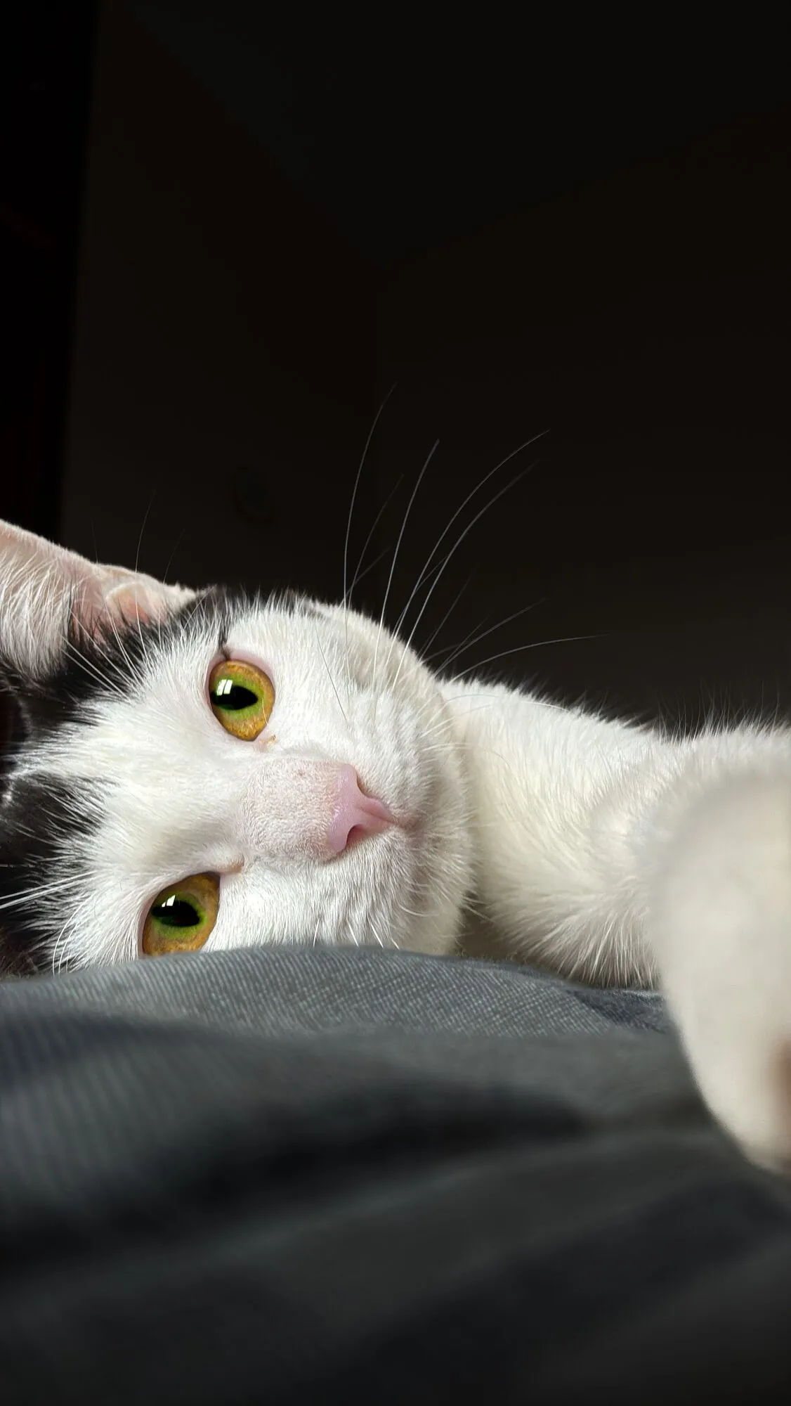 Кот.