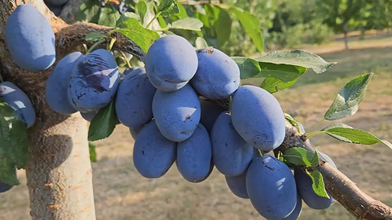 Слива Стенлі.