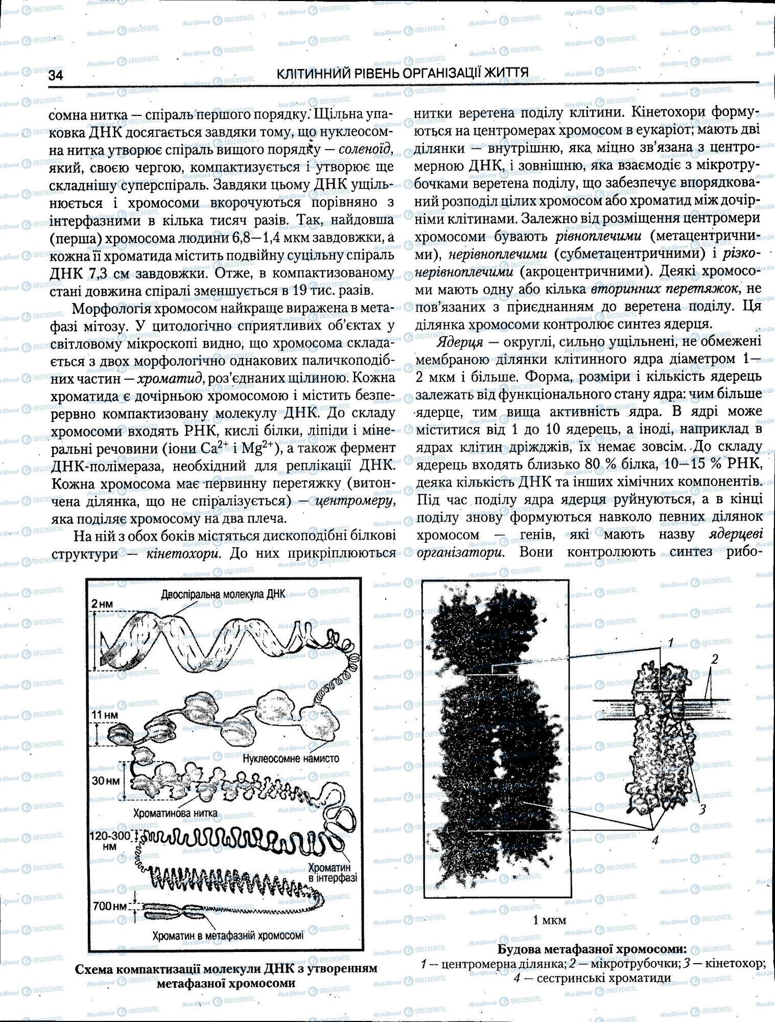 ЗНО Біологія 11 клас сторінка 034