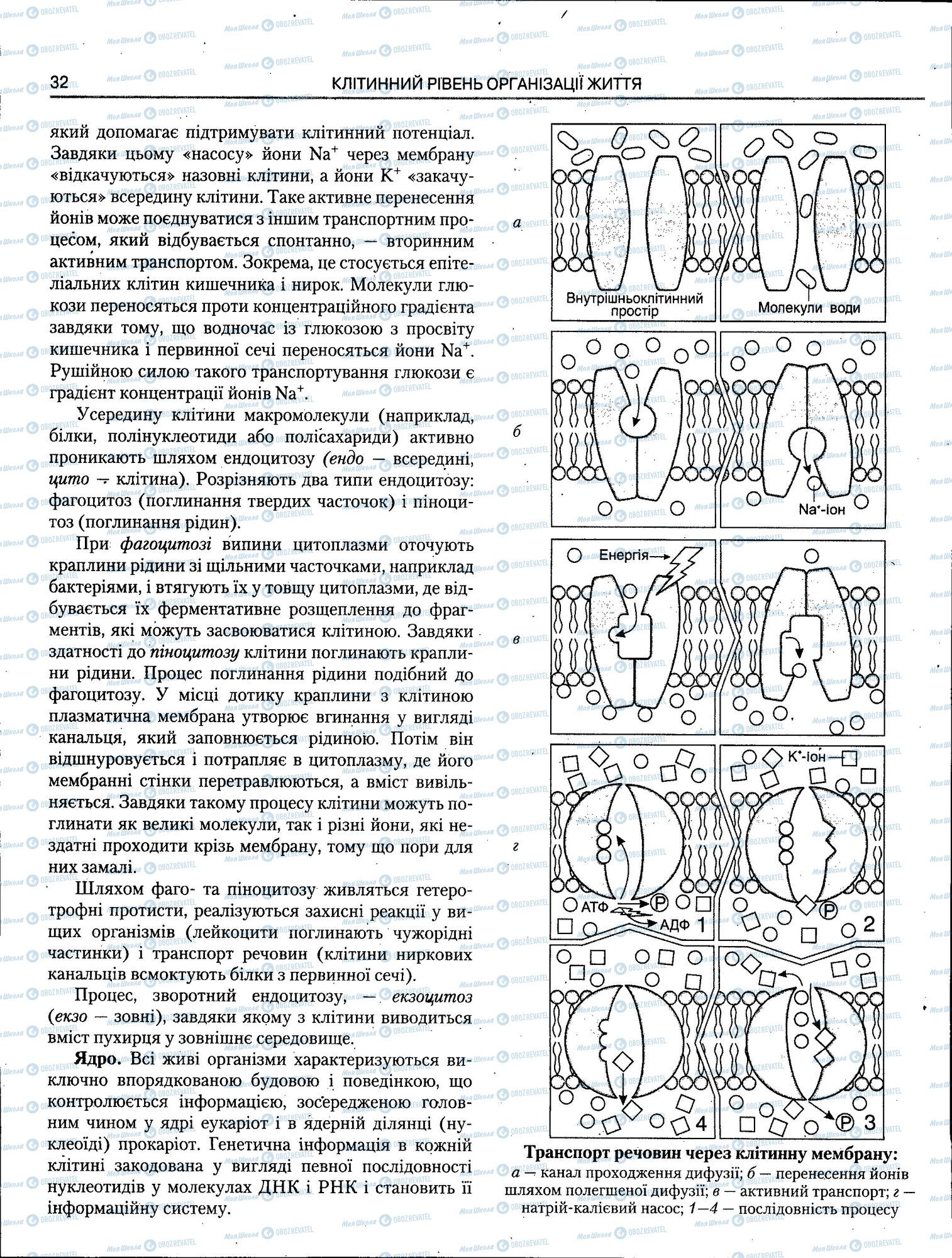 ЗНО Биология 11 класс страница 032