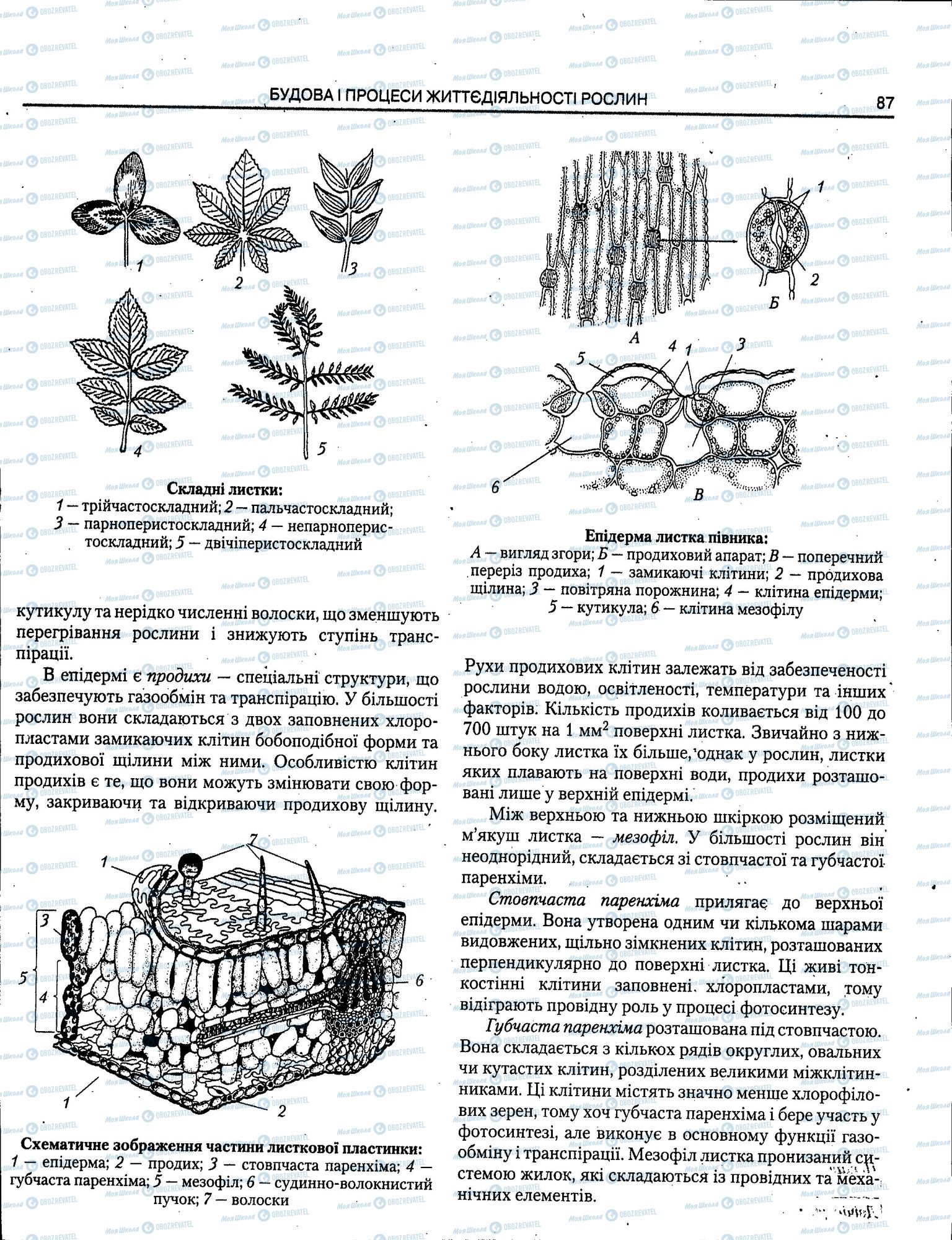 ЗНО Биология 11 класс страница 087