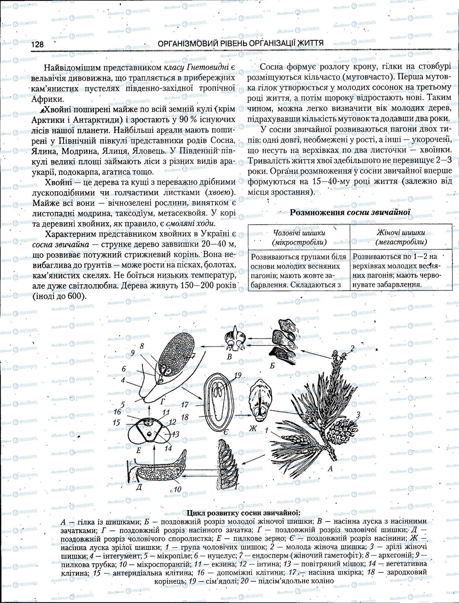 ЗНО Биология 11 класс страница 128