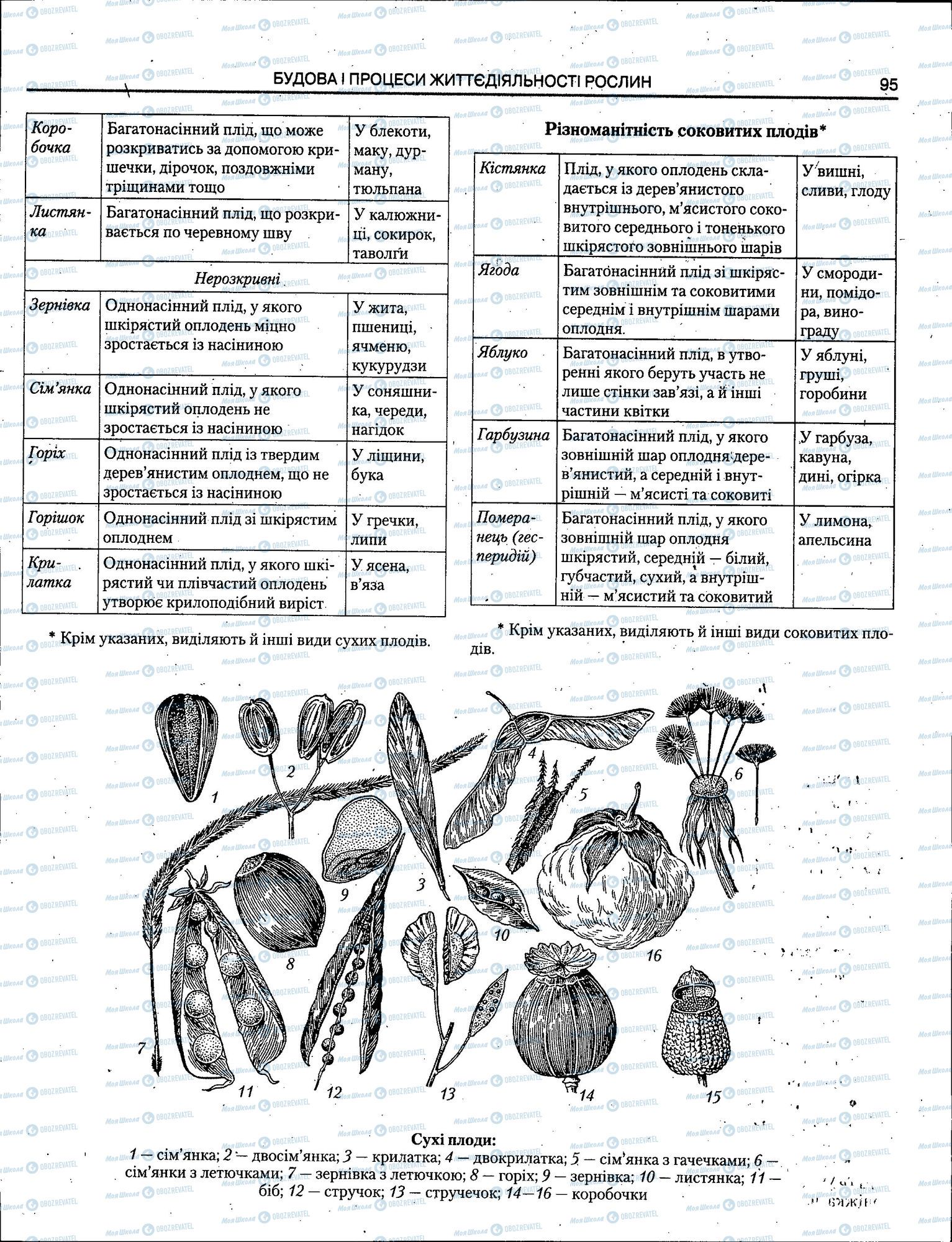 ЗНО Біологія 11 клас сторінка 095