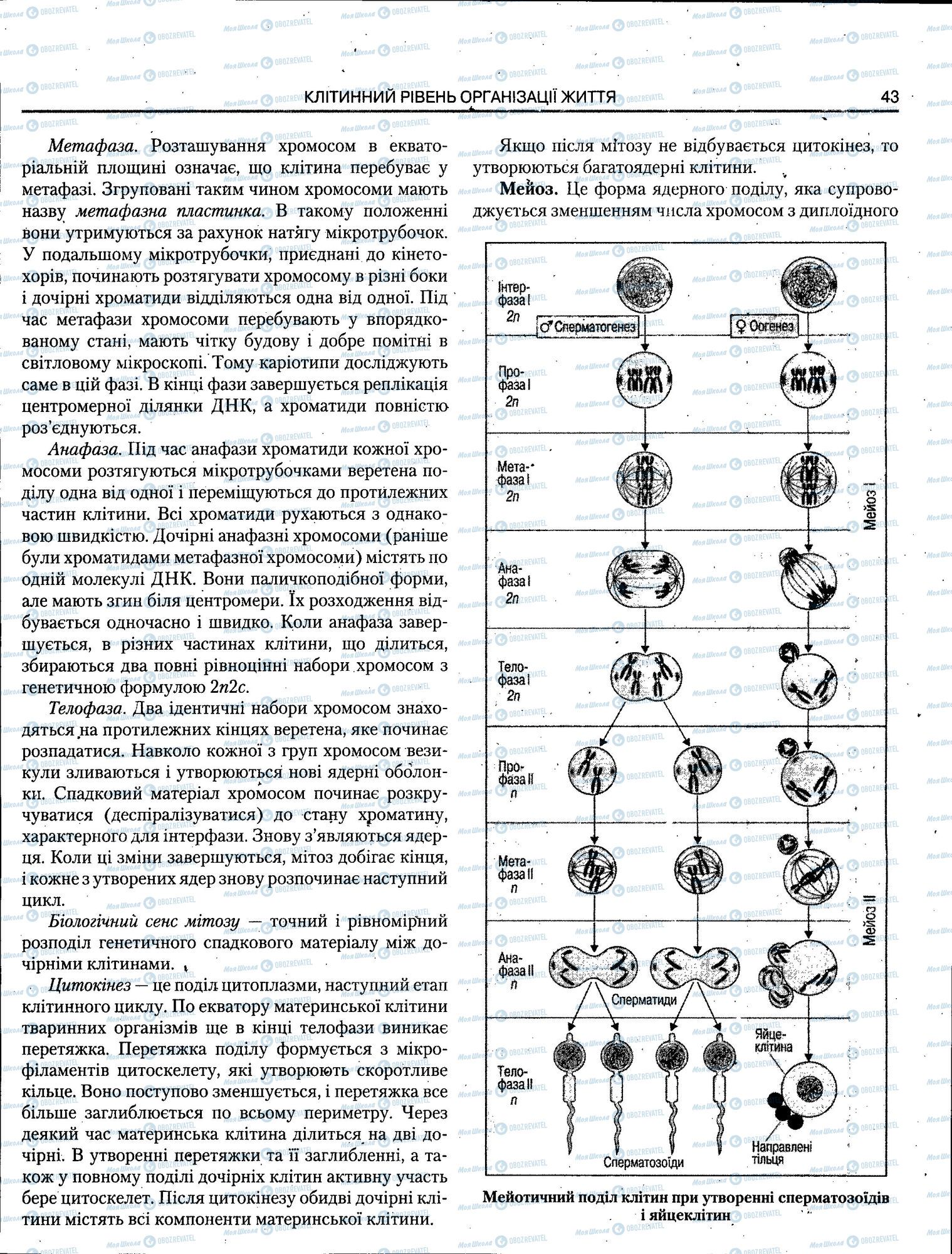 ЗНО Биология 11 класс страница 043