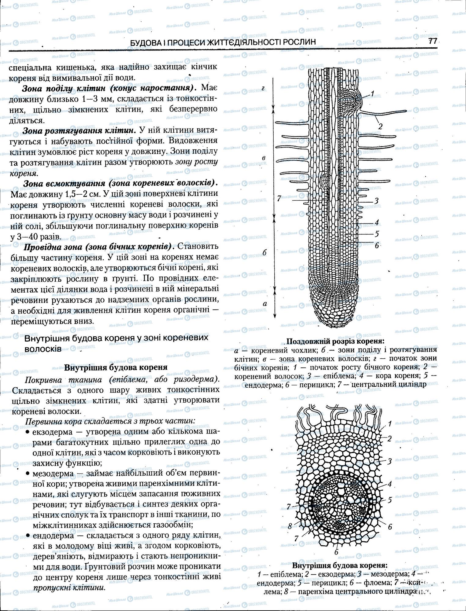 ЗНО Биология 11 класс страница 077