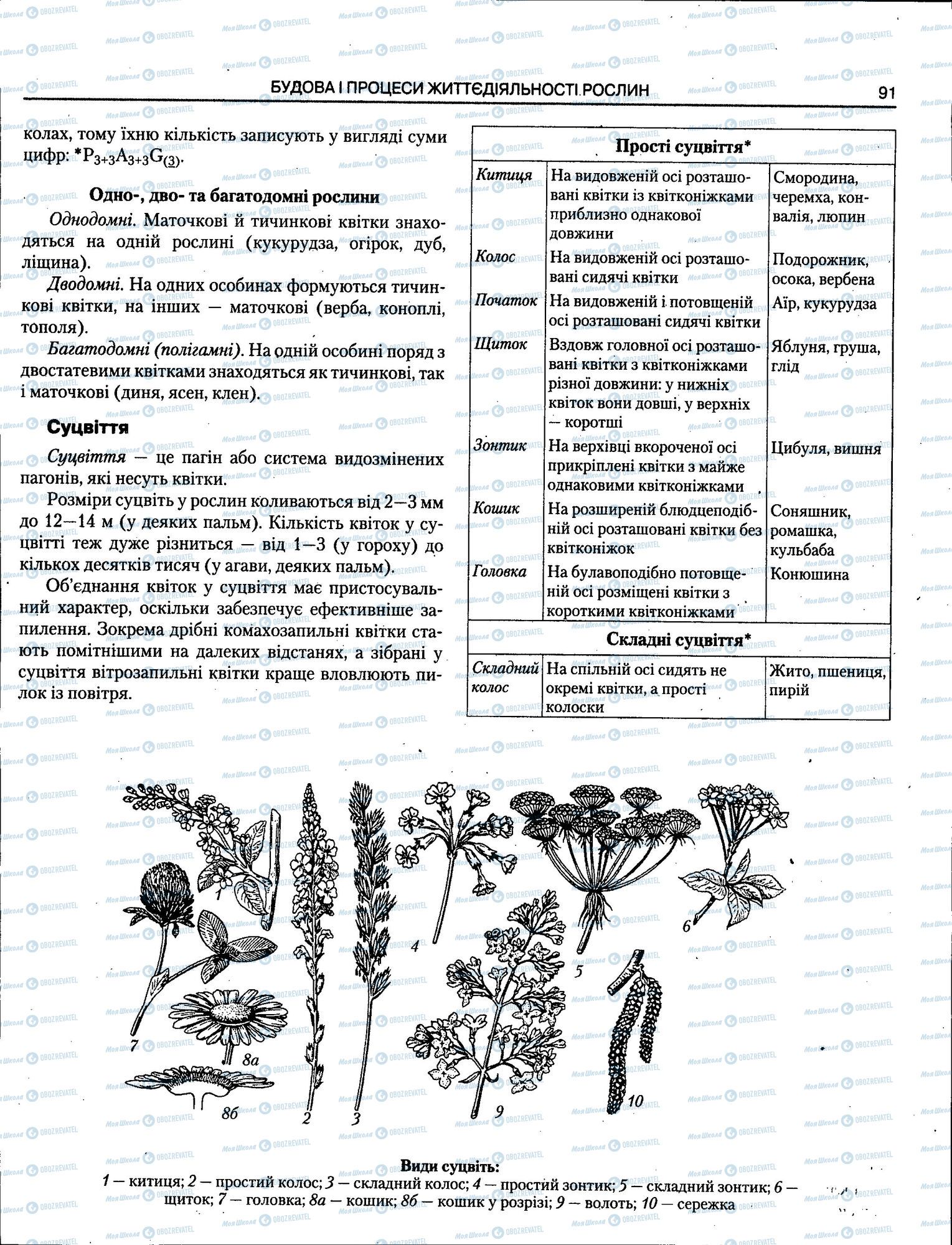 ЗНО Біологія 11 клас сторінка 091